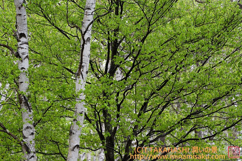 ../Images/7R250517 (52).jpg